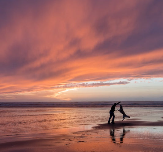 Paws and Spirit: Exploring Our Spiritual Connection with Dogs